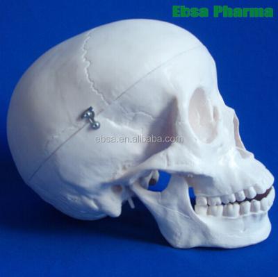 China PVC Advanced Medical Supplies Human Teaching Budget Life Size Skull Anatomical Model For School for sale