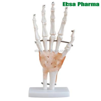 China PVC Advanced Medical Supplies Human Teaching Hand Joint Anatomical Model For Medical School for sale