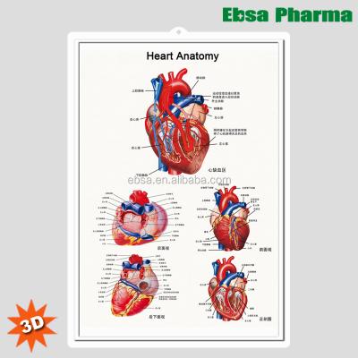 China PVC 3D Medical Human Anatomy Heart Wall Charts / Poster-Heart Anatomy for sale