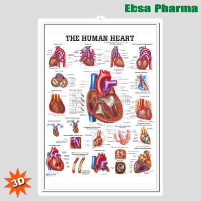 China PVC 3D Medical Human Anatomy Heart Wall Charts / Poster Human Heart-The for sale