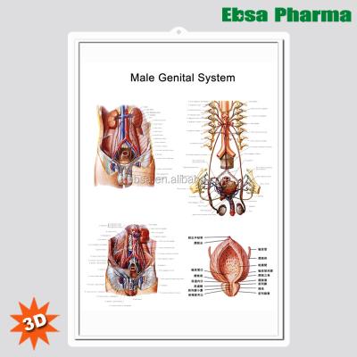 China PVC 3D Medical Human Anatomy Wall Charts / Poster - Male Genital System for sale