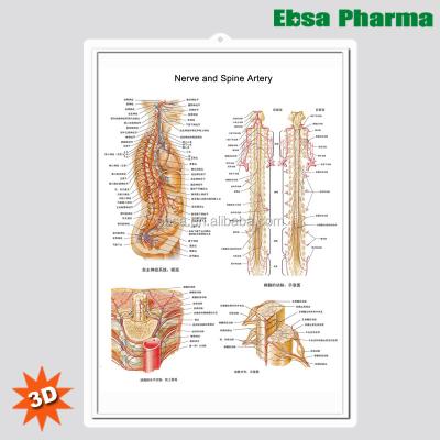 China PVC 3D Medical Human Anatomy Wall Charts Poster For Nerve And Spine Artery for sale