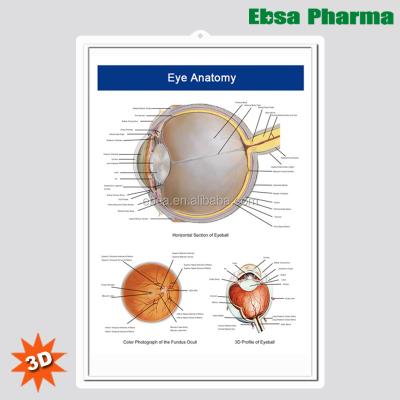 China PVC 3D Medical Human Anatomy Wall Charts / Poster - Eye Anatomy for sale