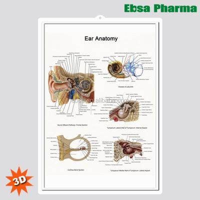 China PVC 3D Medical Human Anatomy Wall Charts And Poster For Ear Anatomy for sale