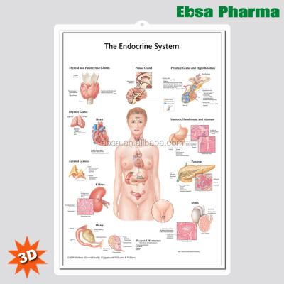 China PVC 3D Medical Human Anatomy Wall Charts / Poster - The Endocrine System for sale