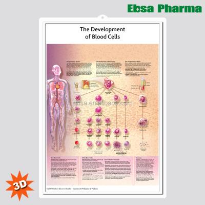 China PVC 3D Medical Human Anatomy Wall Charts / Poster - The Development of Blood Cells for sale