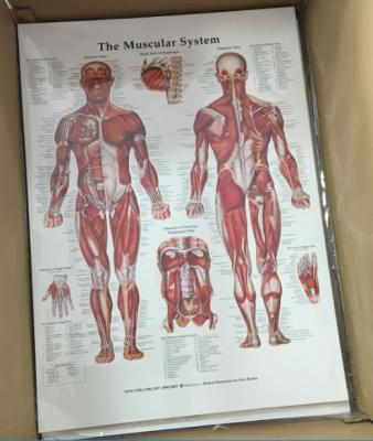 China PVC Human Muscular System and Skeletal System and Ligaments of the Joints Anatomical Poster Set - Laminated Set of 3 Diagrams for sale