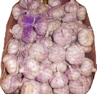 China Garlic 2021 fresh selling cold current for sale