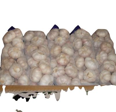 China Rack/howetown/fresh garlic field for sale