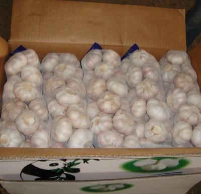 China fresh garlic vendor/factory/cooler for sale