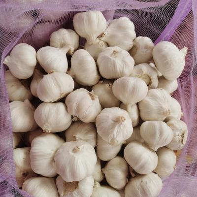 China CHINA fresh 10KG/20KG GARLIC for sale