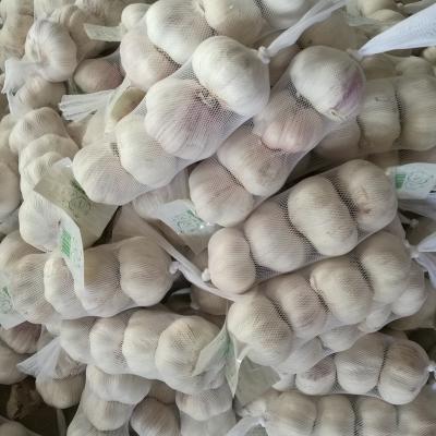 China Garlic/hometown/fresh area of ​​origin/factory/cold warehouse for sale