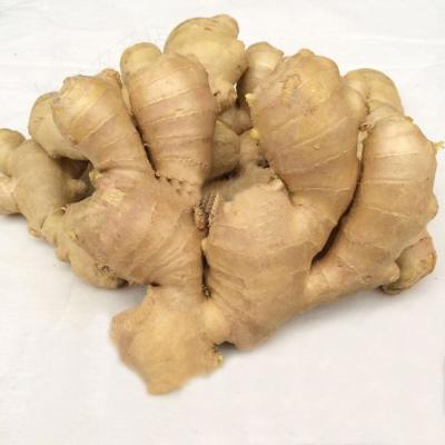 China Air Dried Ginger/Quality from Europe for sale