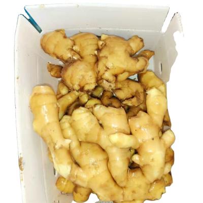 China fresh fresh ginger for sale