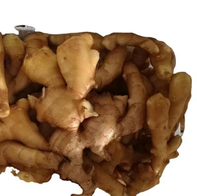 China Factory fresh ginger /half-dry sincere ginger/dry split ginger for sale