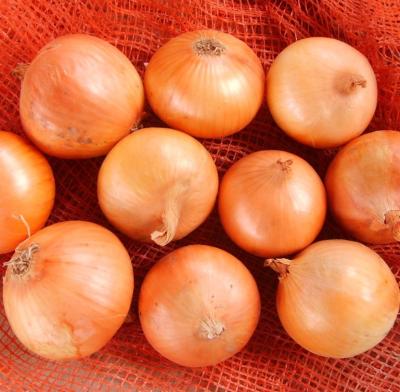 China Fresh Gansu new yellow/red onions on promotion for sale