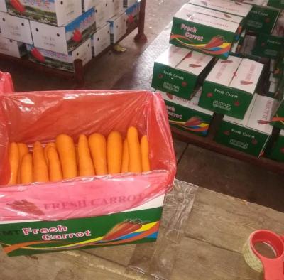 China New Cold Stock Fresh Washed Fresh Carrot for sale