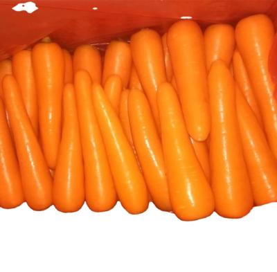 China New Chinese S and M fresh fresh carrot/size for sale