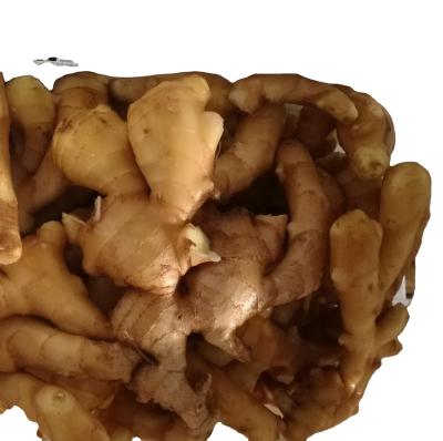 China Fresh Farm Fresh Ginger Chinese Ginger New for sale