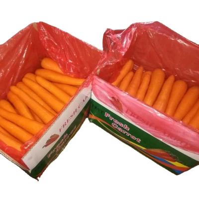 China New fresh Chinese carrot, size S, M, L for sale