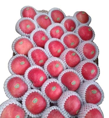 China Fresh Chinese Yantai Fuji Red Apple for sale