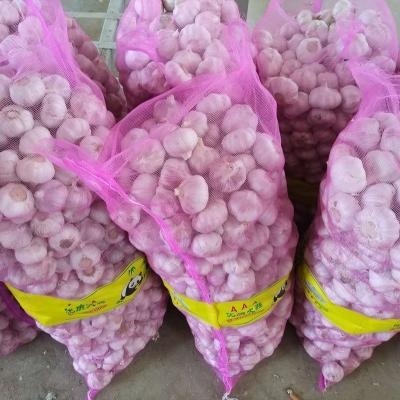 China Fresh All Pack Chinese Garlic for sale