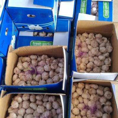 China Fresh Garlic/Ginger/Onion/Potato Fresh Supplier for sale