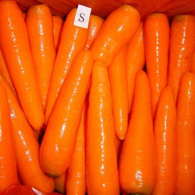 China Fresh fresh carrots, carrot, vegetable for sale