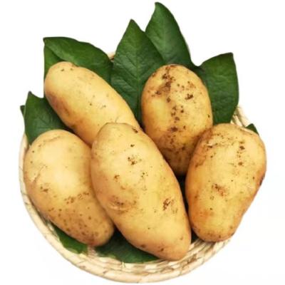 China China Sales Promotion Fresh Delicious Unpolluted Potatoes for sale