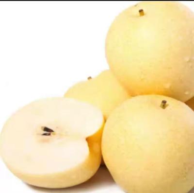 China Chinese New Season Fresh Fruit Fresh Big Ya Pear Supplier for sale