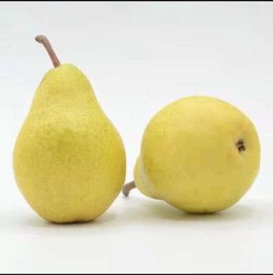 China China Quality Variety Size Fresh Pear Crown 100% Natural Juice Golden Sweet Pear Fruit for sale