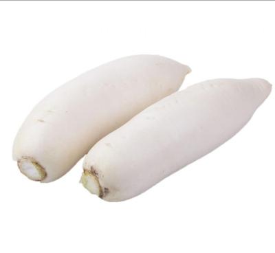 China Fresh IQF Fresh White Radish In Bulk , Bulk Produced In China for sale