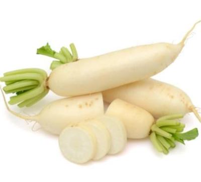 China Cool welcome to buy the latest white radish, high quality and low price for sale