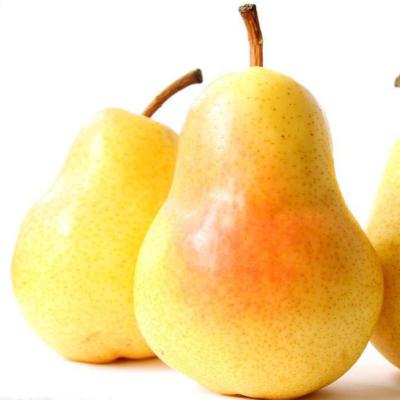 China Fresh good quality soft and juicy chinese fresh crown pear for sale