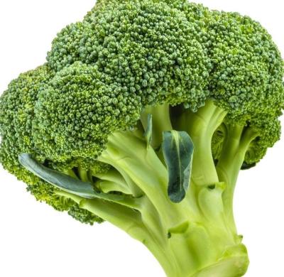 China Lush fresh cruciferous vegetables export international certification fresh broccoli for sale