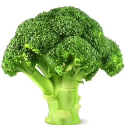 China Lush Wholesale Quality Fresh Vegetables , Organic Nutrition Can Cook Broccoli Delicious for sale