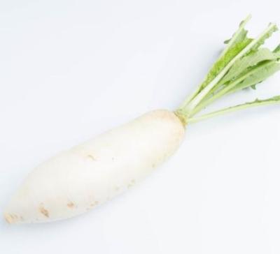 China International fresh fresh cruciferous vegetable export certified fresh nutritious white radish for sale