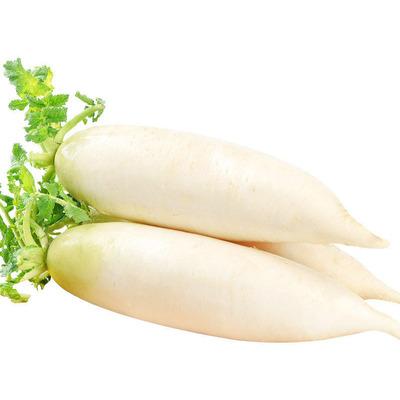 China Selling white radish fresh long quality fresh vegetables, nutritious and delicious for sale