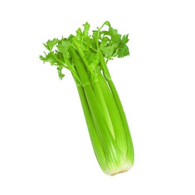 China High quality fresh vegetable juicy, sweet and nutritious celery root and celery leaves export quality for sale