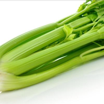 China Wholesale Hot-selling Cheap Juicy Chinese Fresh Celery Wholesale for sale