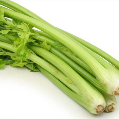 China Juicy hot sale fresh natural unpolluted celery, export best quality, cheap price for sale