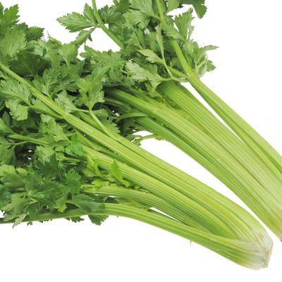 China Juicy celery sales scratch, the price directly imported from the factory, sweet and delicious, healthy for sale