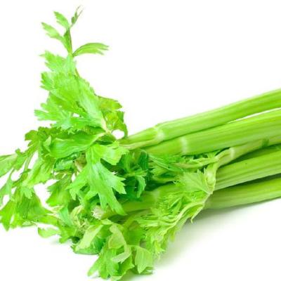 China Juicy Vegetable Chinese Celery Celery Wholesale Exporters for sale