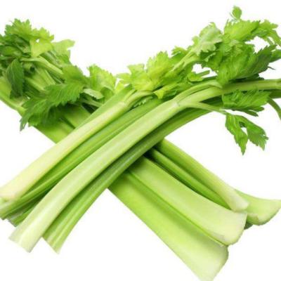 China Juicy promote the export of organic fresh vegetable celery in China for sale