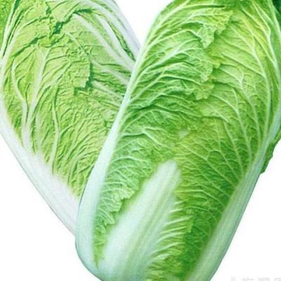 China Fresh, sweet and juicy natural fresh Chinese cabbage from China for sale