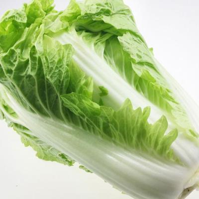 China Fresh Chinese cabbage, the best-selling fresh commercial vegetable, is on sale for sale