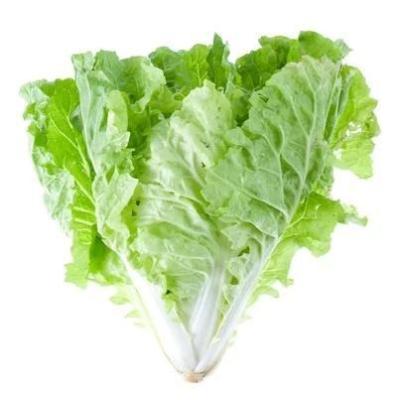 China new harvest china cabbage export bulk fresh organic cabbage cabbage for sale