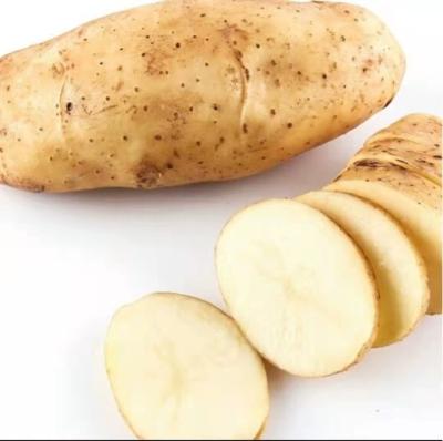 China Fresh the famous sweet natural potatoe wholesale price for sale