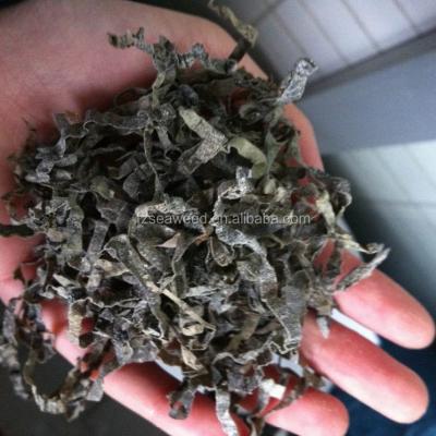 China WHOLESALE Fresh Growing Dry Roasted Seaweed Kelp/Kombu SEAWEED/Laminaria for sale