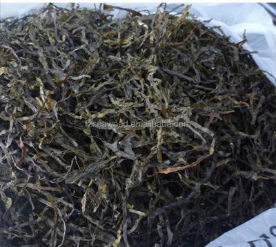 China Dry machine dried kelp, shredded laminaria, sargassum seaweed for sale